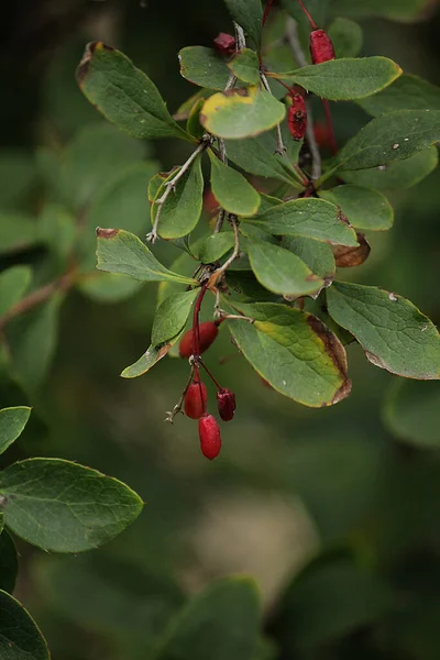 Μικρά Κόκκινα Μούρα Του Barberry Ένα Πράσινο Κλαδί Στο Φύλλωμα — Φωτογραφία Αρχείου