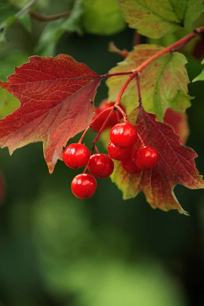 Bunch Red Cranberries Green Background — Stock Photo, Image