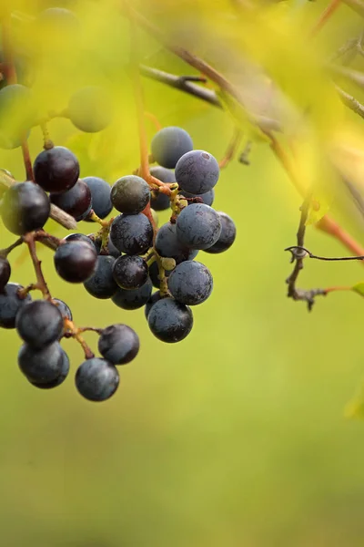 Berry Δέσμη Των Σταφυλιών Πράσινο Φόντο — Φωτογραφία Αρχείου