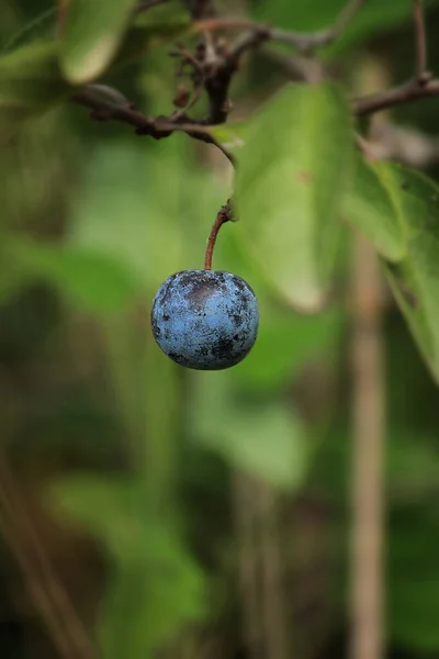 Berry Fruit Wild Blue Plum Green Background — Stock Photo, Image