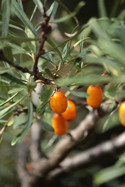 Baies Argousier Sauvage Orange Sur Une Branche Dans Feuillage — Photo