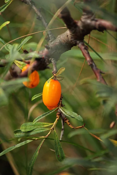 Orange Wild Buckthorn Berries Branch Foliage — Stock Photo, Image