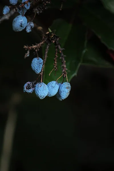 Petites Baies Sauvages Bleues Sur Fond Noir — Photo