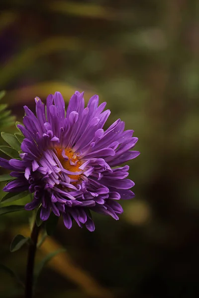 濃い緑色の背景に紫の花を咲かせます — ストック写真