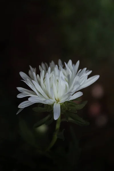 Λευκό Λουλούδι Aster Μαύρο Φόντο — Φωτογραφία Αρχείου