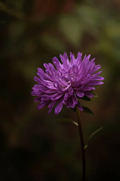 濃い緑色の背景に紫の花を咲かせます — ストック写真