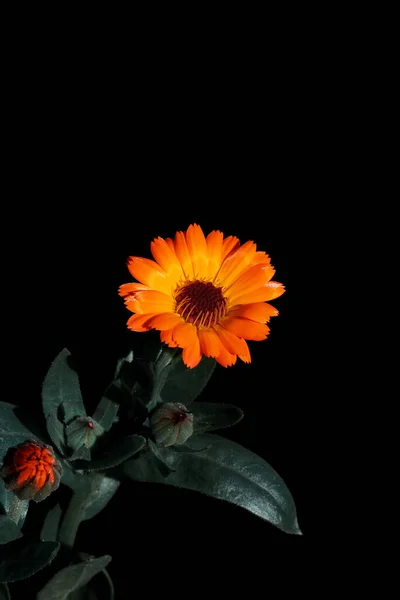 Flor Caléndula Naranja Brillante Sobre Fondo Negro — Foto de Stock