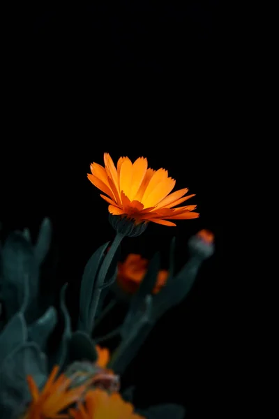 Leuchtend Orange Ringelblume Blume Auf Schwarzem Hintergrund — Stockfoto