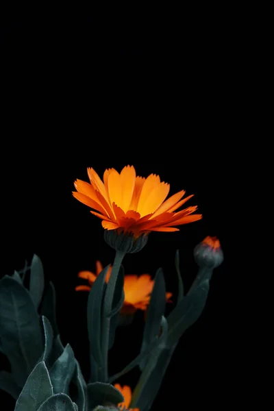 Flor Calêndula Laranja Brilhante Fundo Preto — Fotografia de Stock