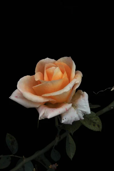 Egy Finom Bézs Rózsa Virág Egy Fekete Háttér — Stock Fotó