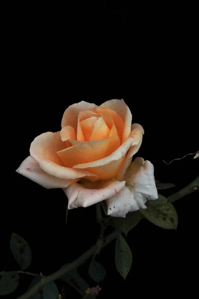 Une Délicate Fleur Rose Beige Sur Fond Noir — Photo