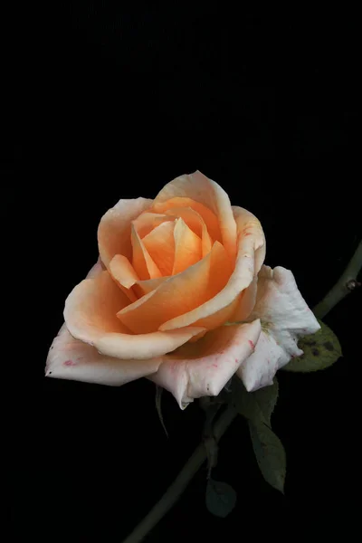 Une Délicate Fleur Rose Beige Sur Fond Noir — Photo