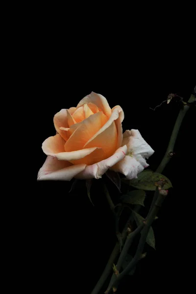 Una Delicada Flor Rosa Beige Sobre Fondo Negro — Foto de Stock