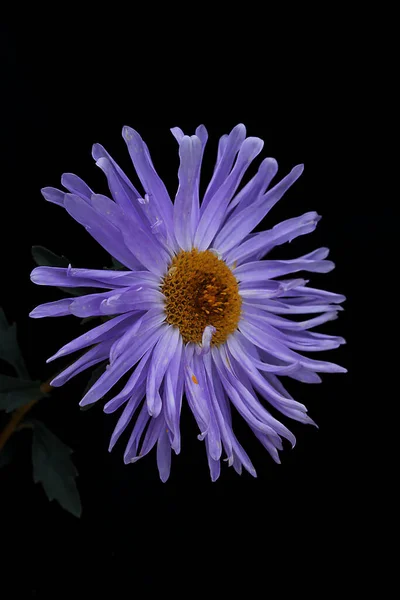 Luminoso Fiore Viola Aster Uno Sfondo Nero — Foto Stock