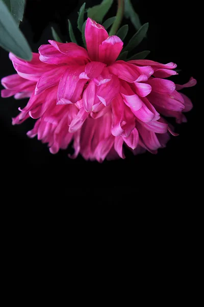 Leuchtend Rosa Aster Blume Auf Schwarzem Hintergrund — Stockfoto