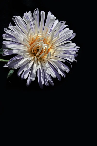 Leuchtend Weiße Aster Blume Auf Schwarzem Hintergrund — Stockfoto