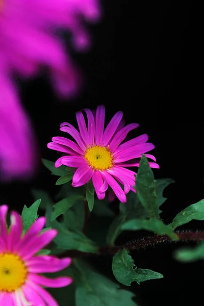 黒の背景に明るいピンクの花 — ストック写真