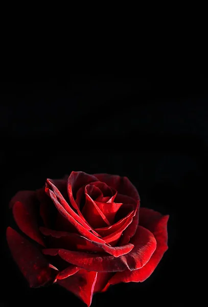 Rosa Roja Oscura Sobre Fondo Negro — Foto de Stock