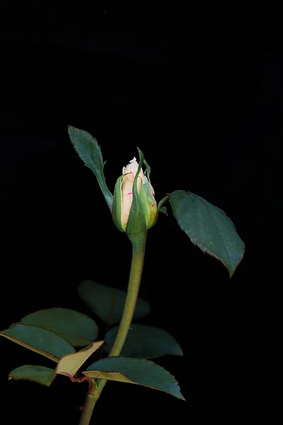 Délicate Fleur Bouton Rose Blanche Sur Fond Noir — Photo