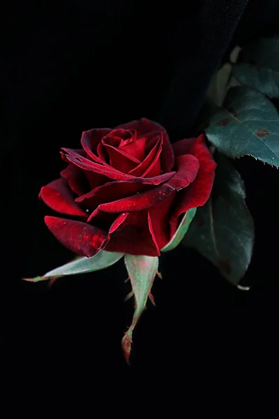 Темно Червона Квітка Троянди Чорному Тлі — стокове фото