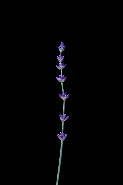 Paarse Lavendel Tak Bloem Zwarte Achtergrond — Stockfoto