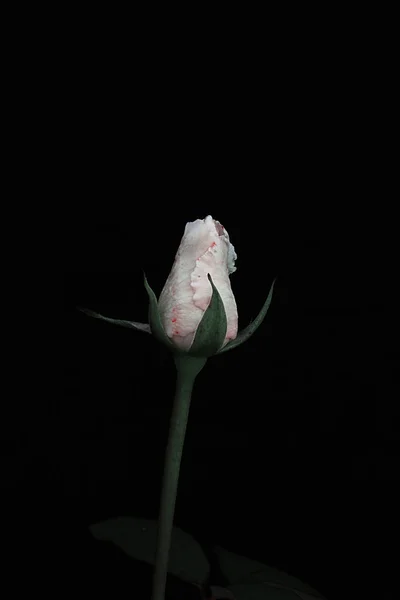 Delicada Flor Capullo Rosa Blanco Sobre Fondo Negro — Foto de Stock