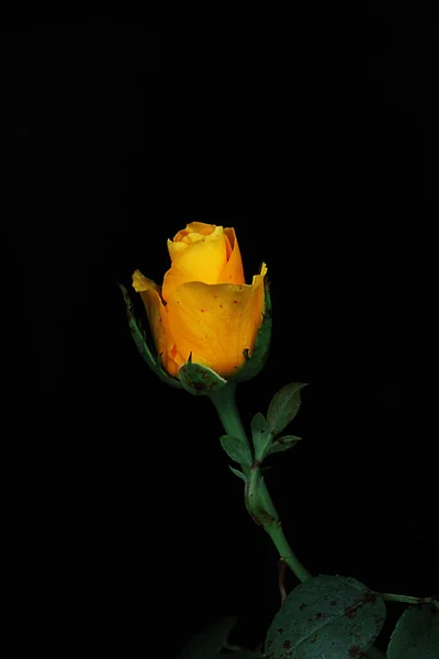 Flor Botão Rosa Amarelo Brilhante Fundo Preto Imagens Royalty-Free