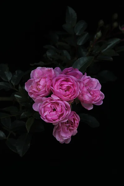 Ramo Flores Pequenas Rosas Rosa Fundo Preto Fotografia De Stock