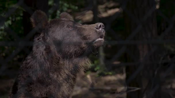 Urso selvagem no zoológico — Vídeo de Stock