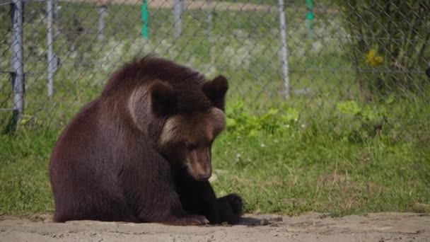 Vild Björn i djurparken — Stockvideo