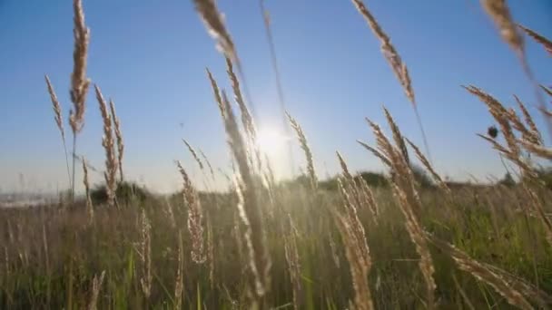 Spikelets nel campo all'alba — Video Stock