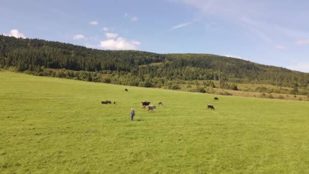 Kühe grasen auf dem Rasen — Stockvideo