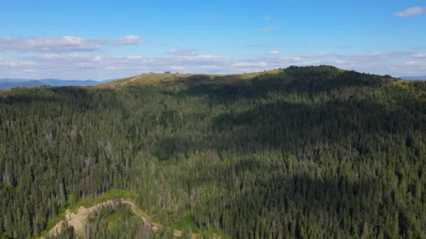 Forêts de conifères dans les montagnes — Video