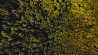 sonbahar renklerinde orman manzarası