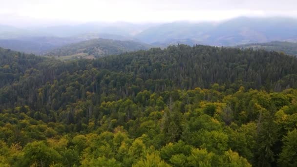 Verde montañas de los Cárpatos en Ucrania — Vídeos de Stock