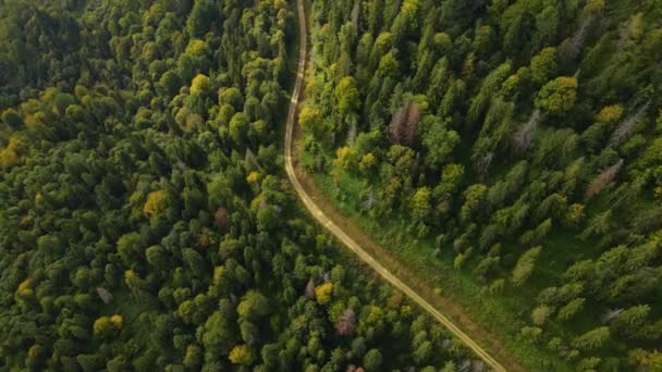 Kozalaklı bir ormanda yol — Stok video