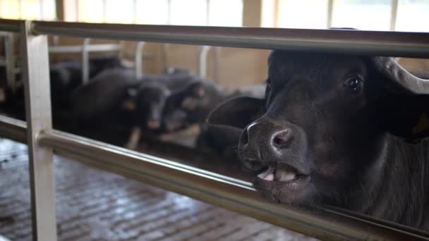 Чёрный буйвол на ферме — стоковое видео