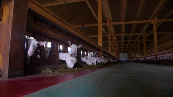 Muitas cabras na fazenda — Vídeo de Stock