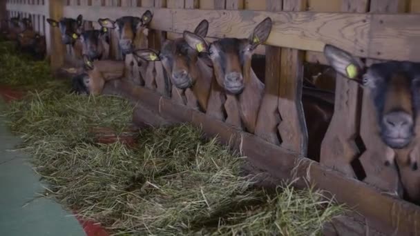 Veel geiten op de boerderij — Stockvideo