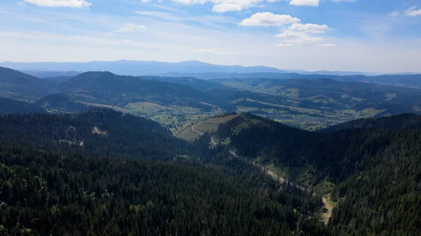 Voo aéreo da vista do drone sobre a floresta do pinheiro na montanha — Fotografia de Stock