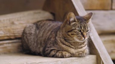 Kedi merdivenlerde oturuyor ve uyuyor.