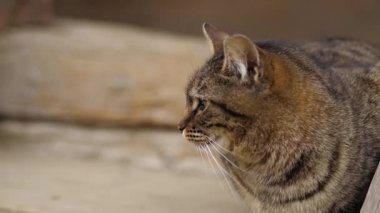 Kedi merdivenlerde oturuyor ve uyuyor.