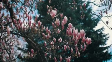 Güzel pembe Manolya çiçek bir ağaç üzerinde