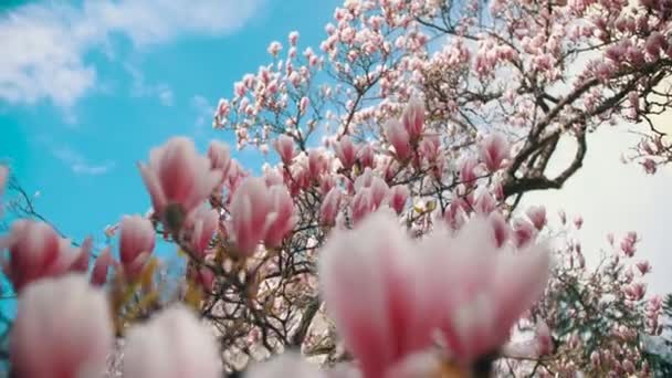 Lindas flores de magnólia rosa em uma árvore — Vídeo de Stock