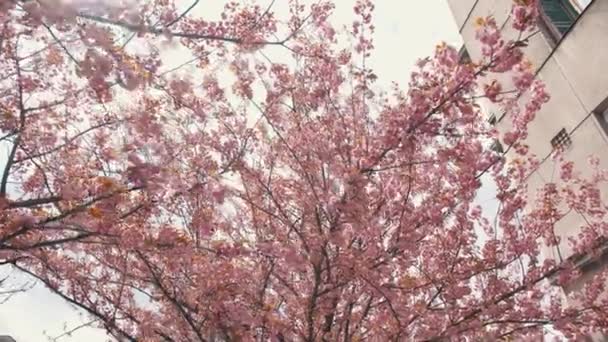 Beautiful pink magnolia tree in the yard — Vídeos de Stock