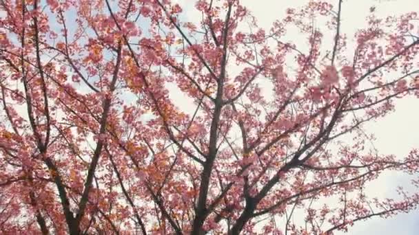 Hermoso árbol de magnolia rosa en el patio — Vídeos de Stock