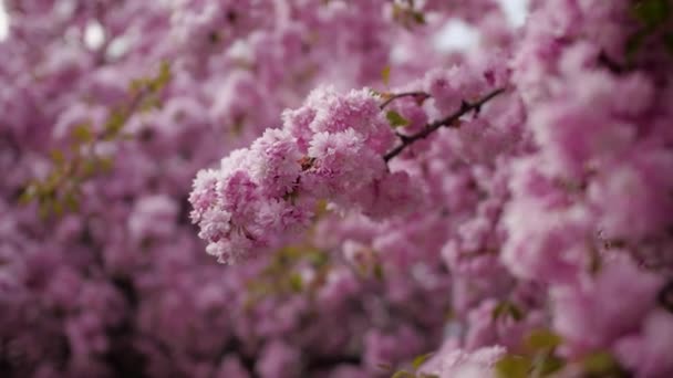 Beautiful pink magnolia tree in the yard — Stock Video