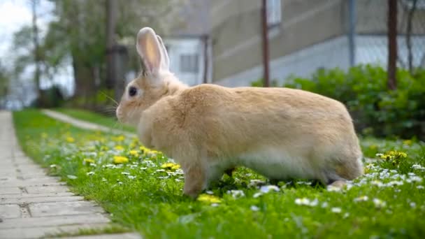家兔在草场上 — 图库视频影像