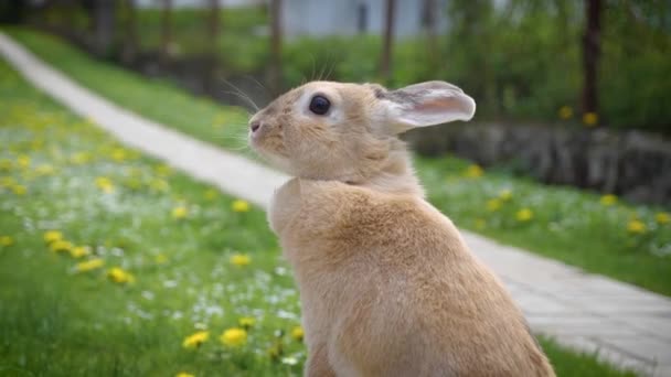 Conejo doméstico en el patio de hierba — Vídeos de Stock