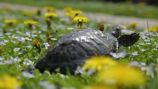 Red-eared slider turtle crawls on the grass — ストック動画